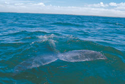whale watching tours, mexico whale watching, mexico whale watching trip