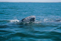 whale watching tours, mexico whale watching, mexico whale watching trip