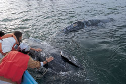 whale watching tours, mexico whale watching, mexico whale watching trip