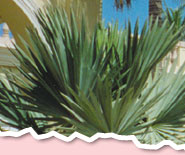 cabo san lucas highlights & shopping